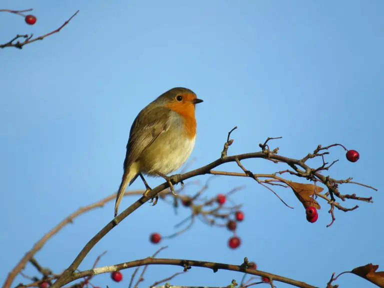 How To Attract Birds To Your Garden